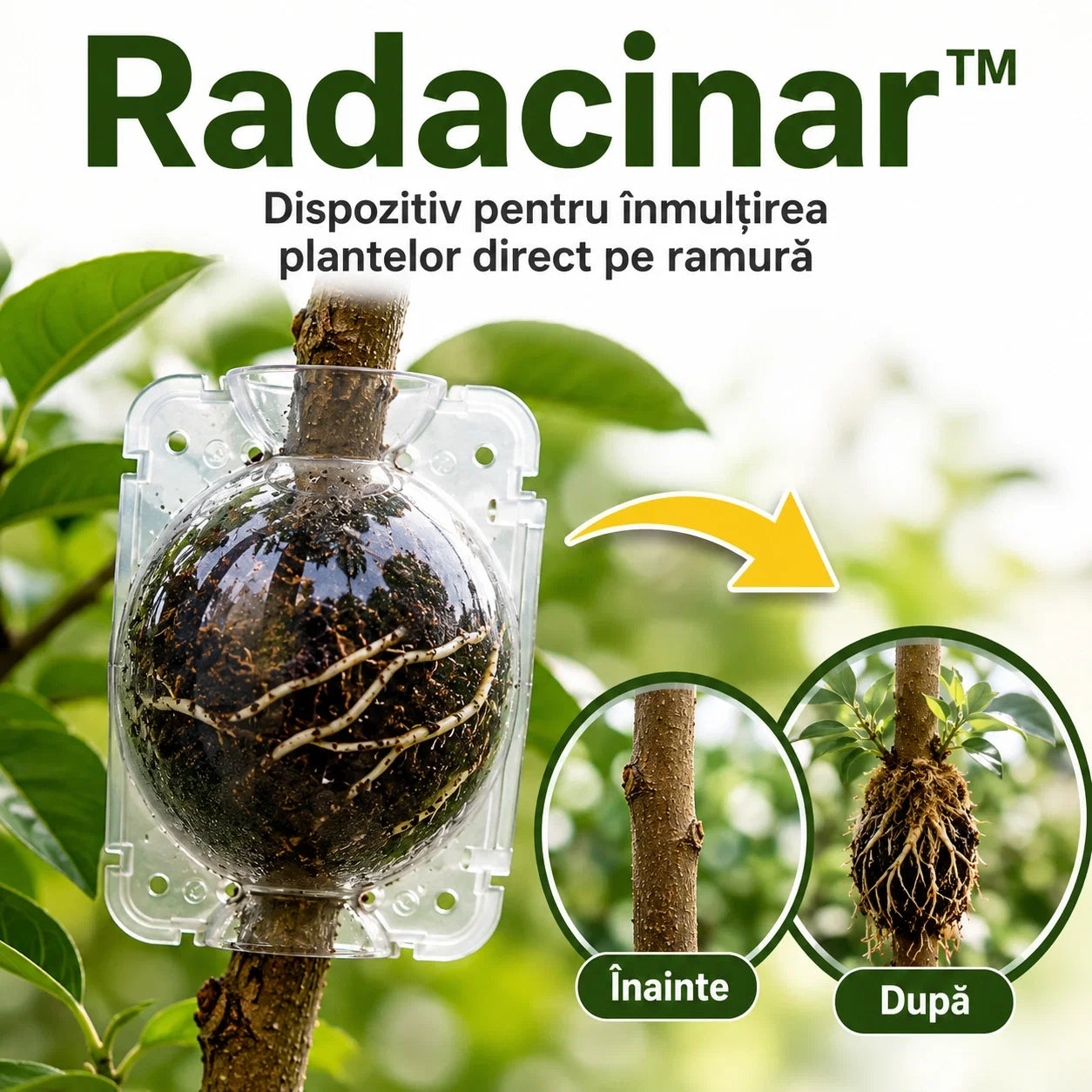 Radacinar™ - Înmulțește plantele preferate direct pe ramură, fără efort
